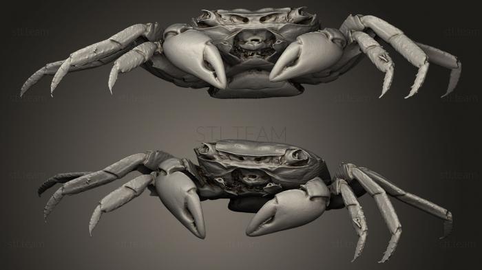 3D model Crab (STL)